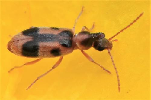 Notoxus sp.